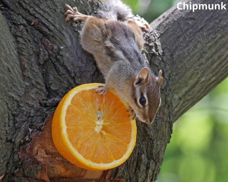 What Animals Eat Oranges? 15 Examples with Pictures! Animal Quarters