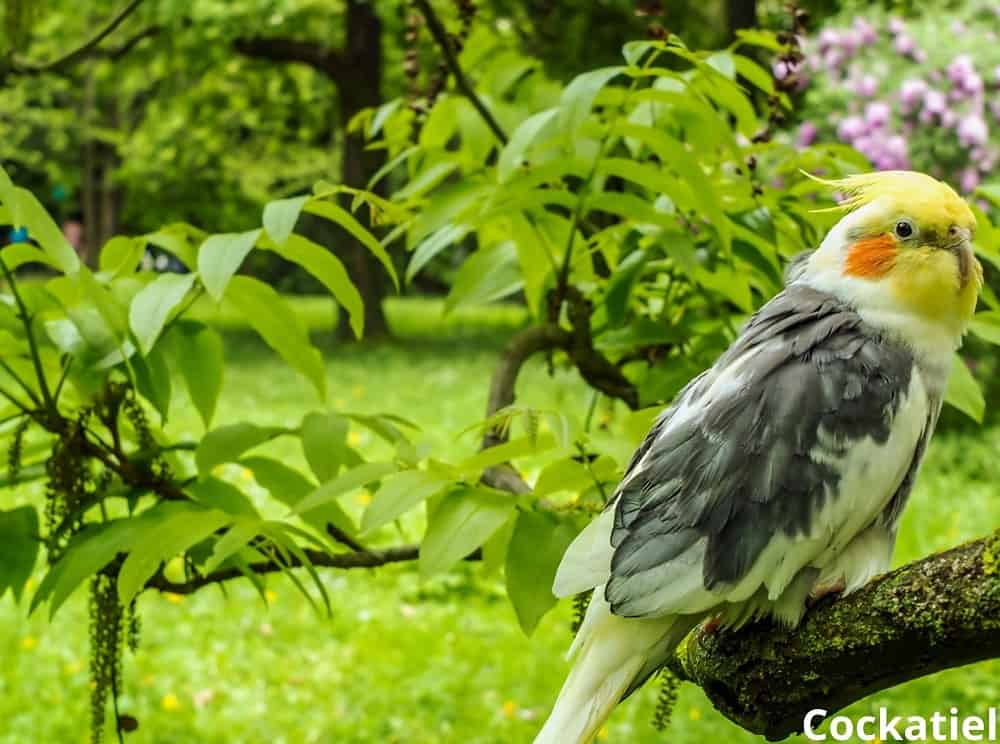 cockatiel 29012022
