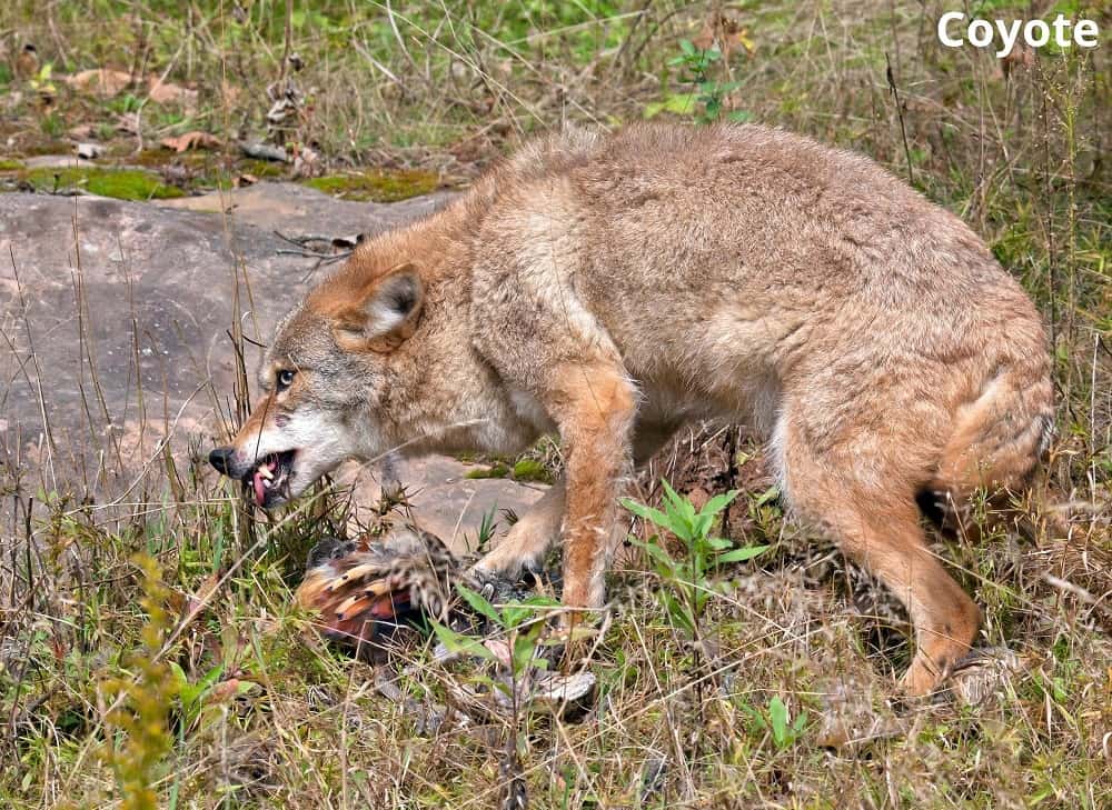 coyote chewing bone 15012022
