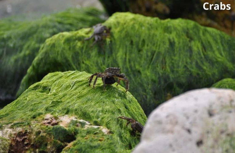What Eats Seaweed? 9 Seaweed Eating Animals! Animal Quarters