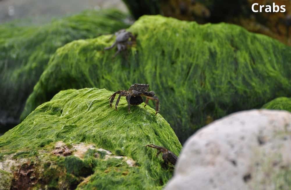 What Eats Seaweed? 9 Seaweed Eating Animals! - Animal Quarters