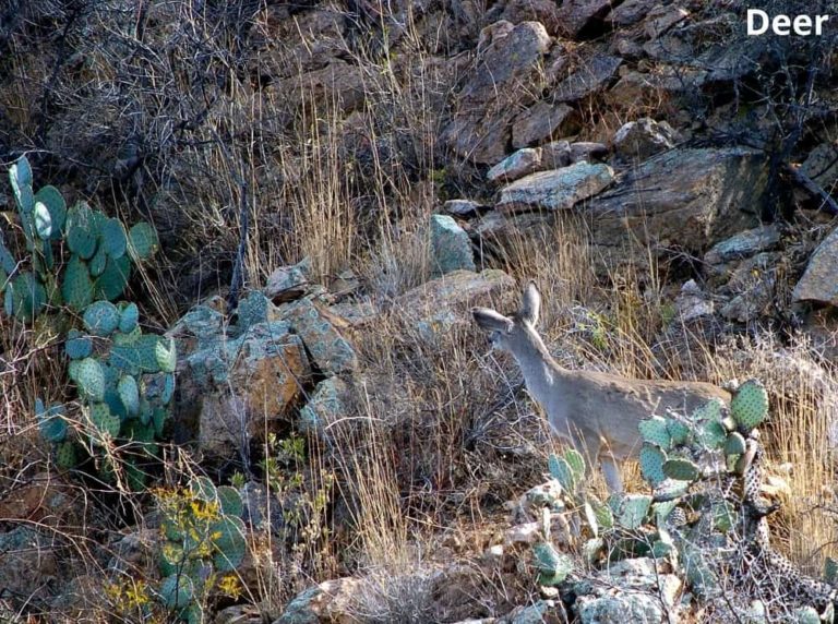 What Animals Eat Cactus? 14 Animals That Eat Cacti Animal Quarters