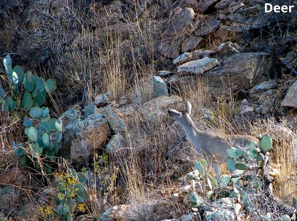 deer and cactus 15012022