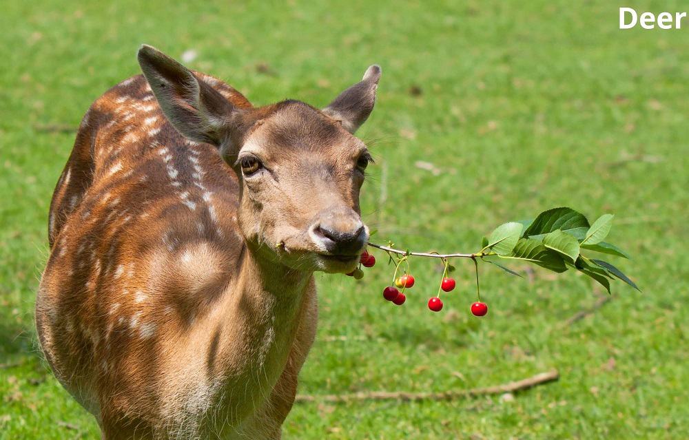 deer eating cherries 14012022