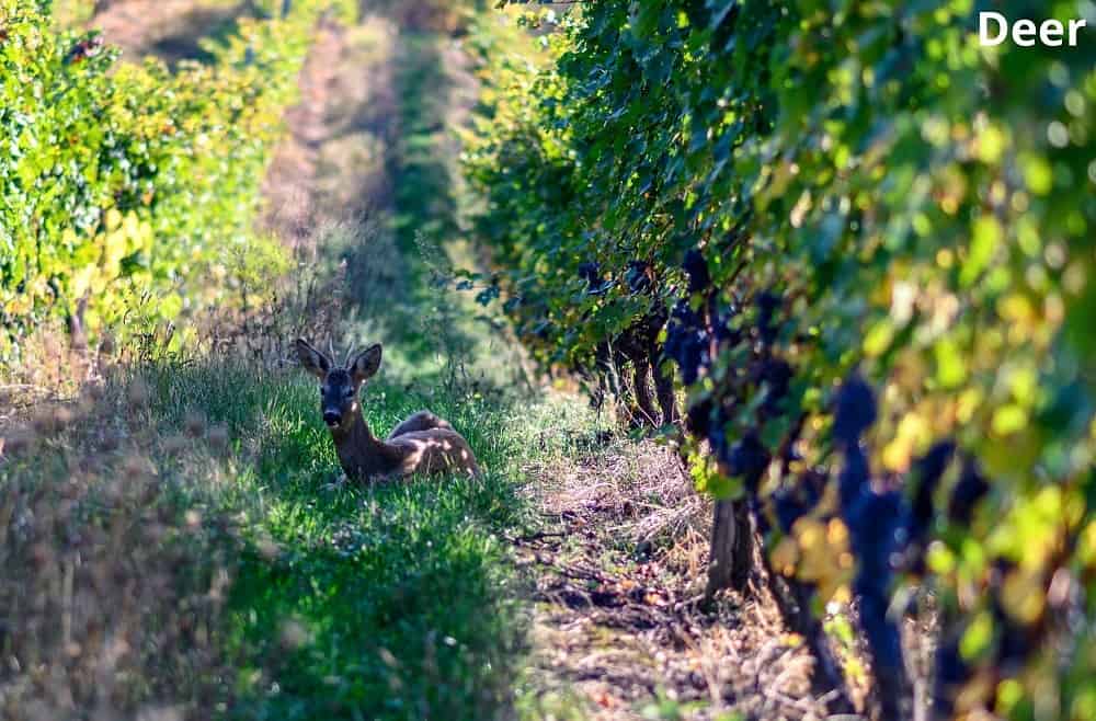 deer in a vineyard 29012022