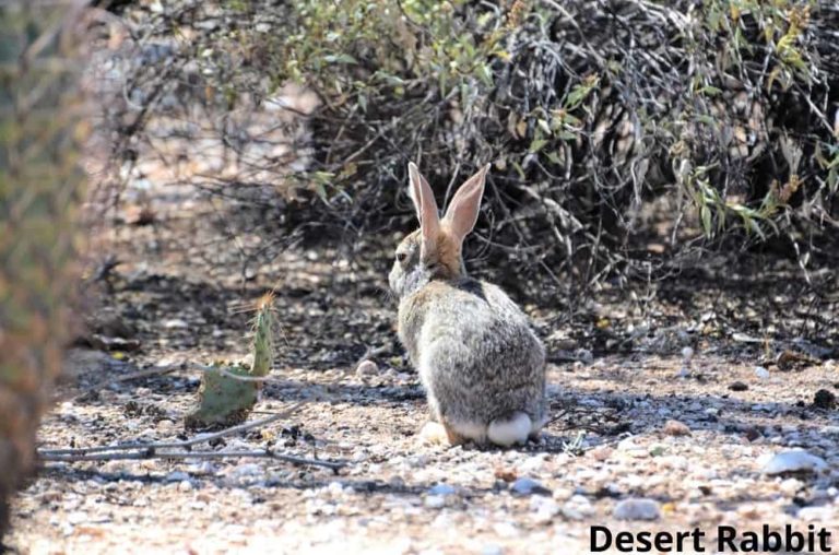 What Animals Eat Cactus? 14 Animals That Eat Cacti Animal Quarters