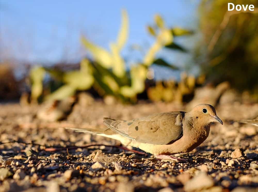 dove eating 16012022