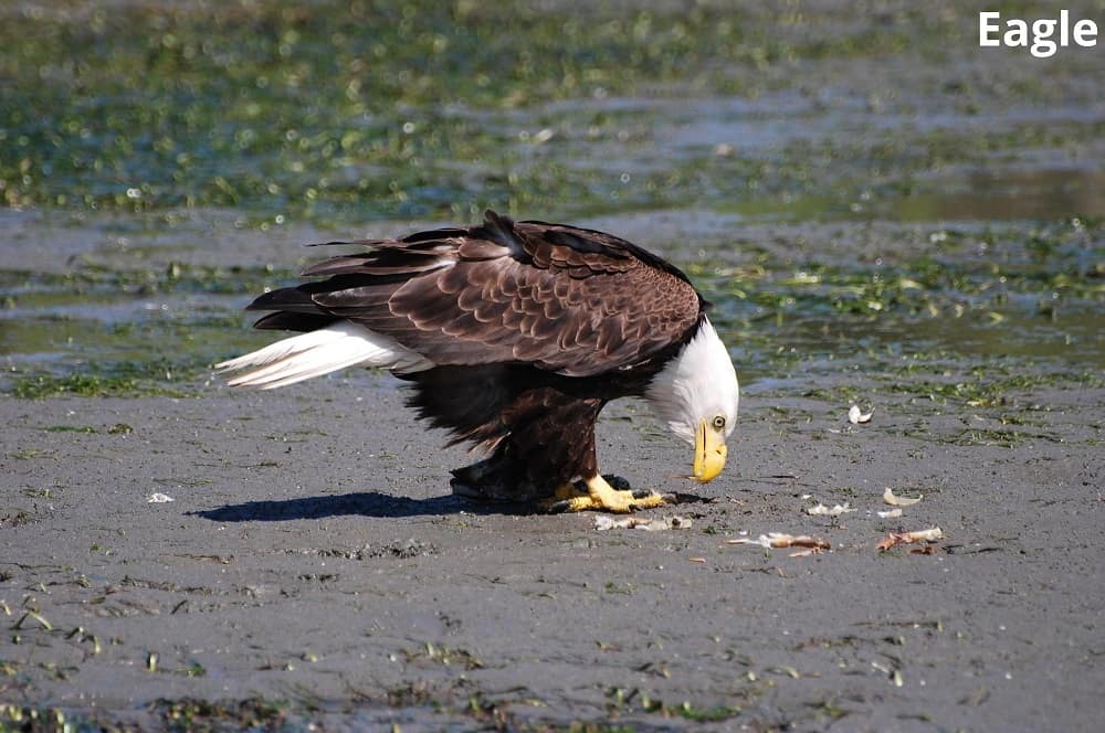 eagle eating 15012022