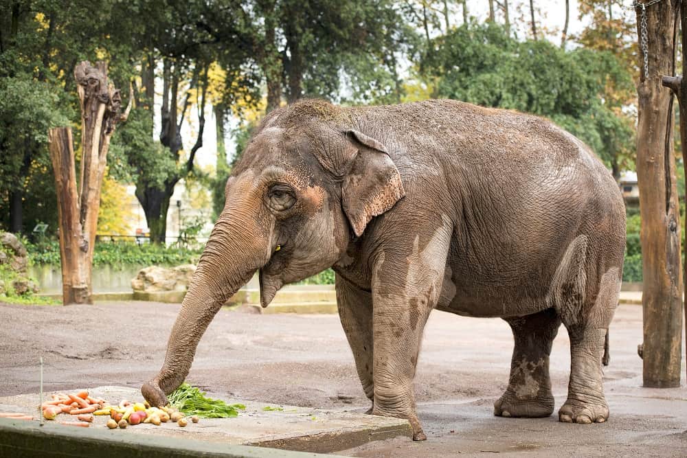 elephant eating fruits 16012022