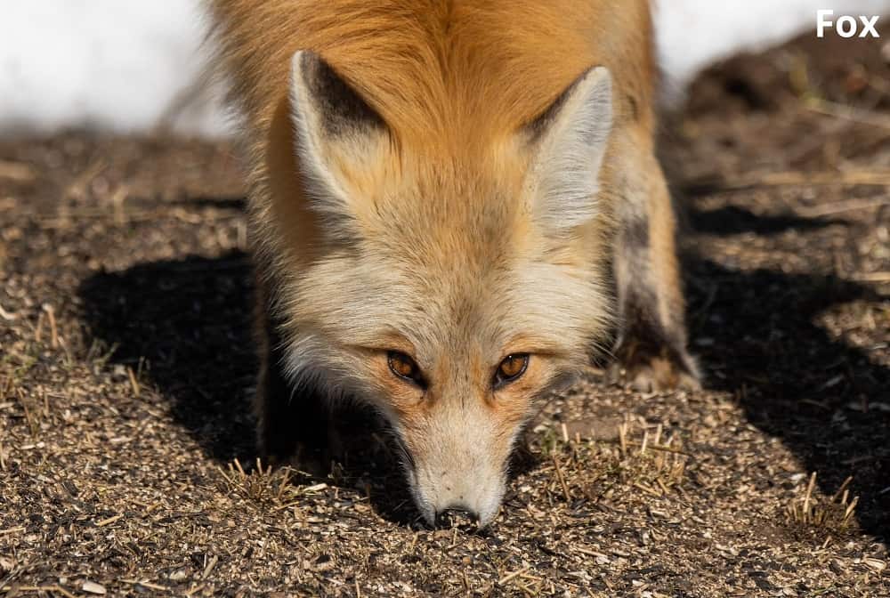 fox eating 23012022