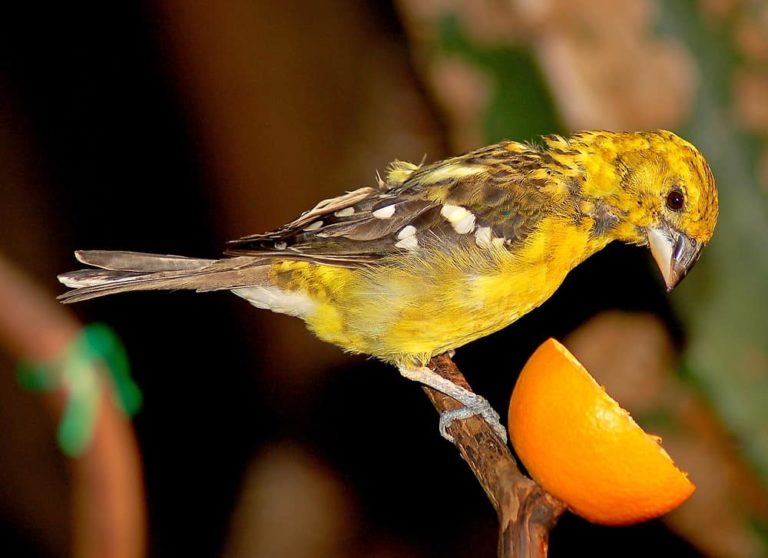 What Animals Eat Oranges? 15 Examples with Pictures! Animal Quarters