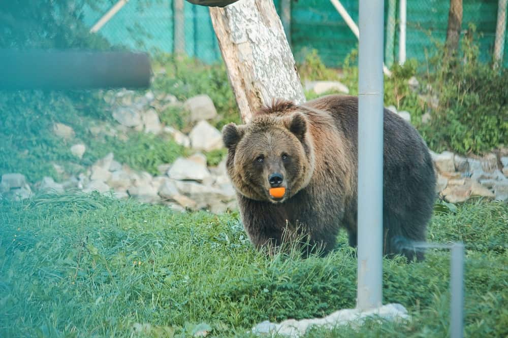 grizzly bear eating orange 16012022