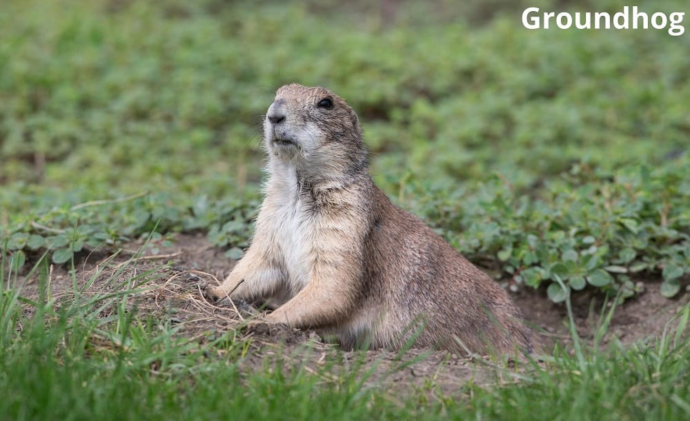 groundhog digging hole 09012022