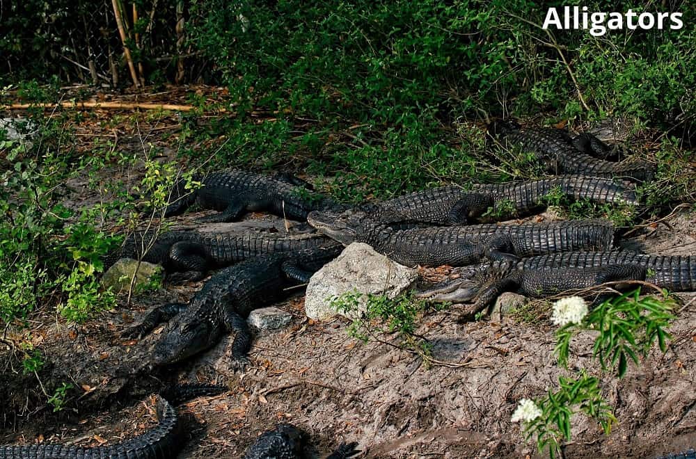 group of alligators 29012022