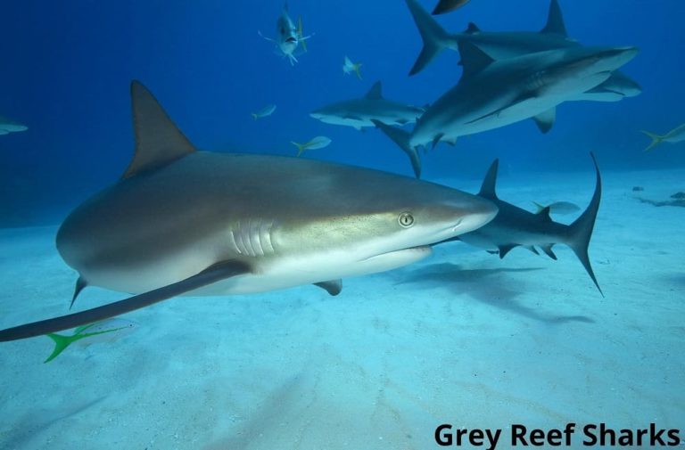 What Animals Hunt in Packs? (8 Examples with Pictures) Animal Quarters