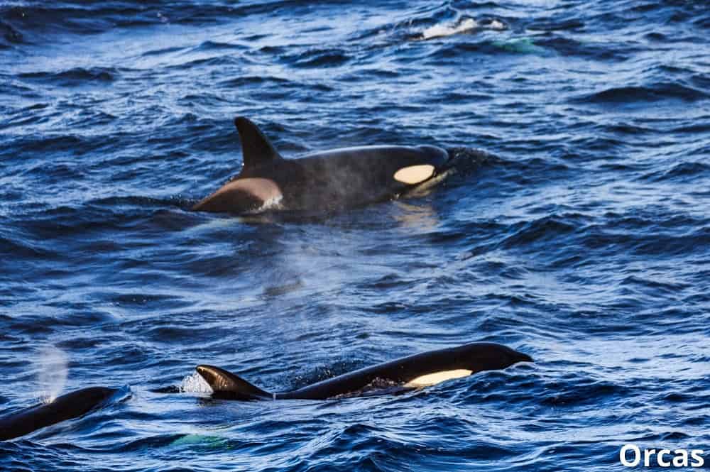 group of orcas 29012022