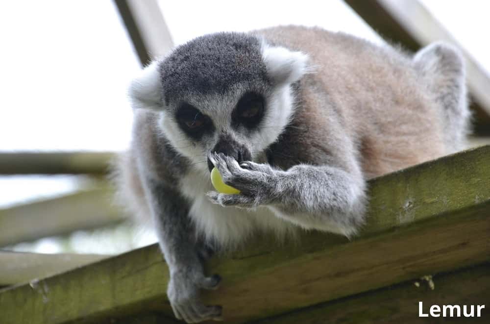 lemur eating grape 29012022