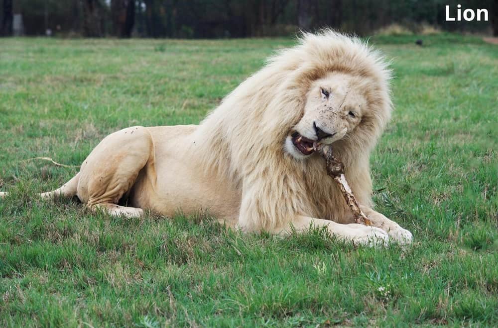 lion chewing bone 15012022