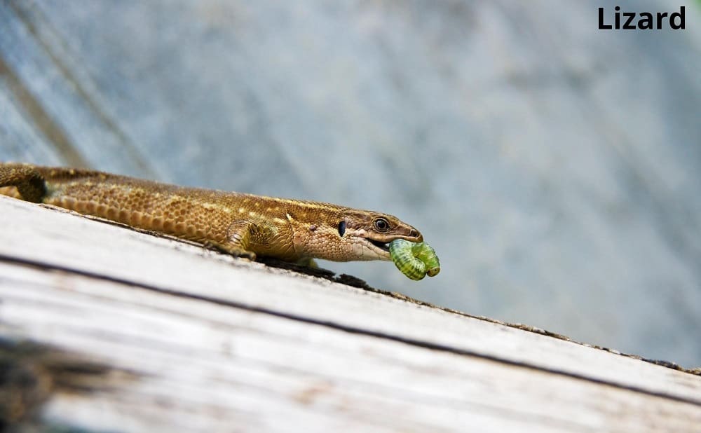 lizard eating caterpillar 30012022