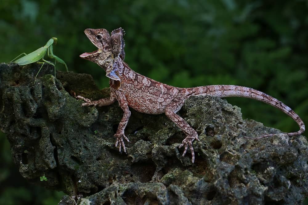 lizard vs praying mantis 09012022