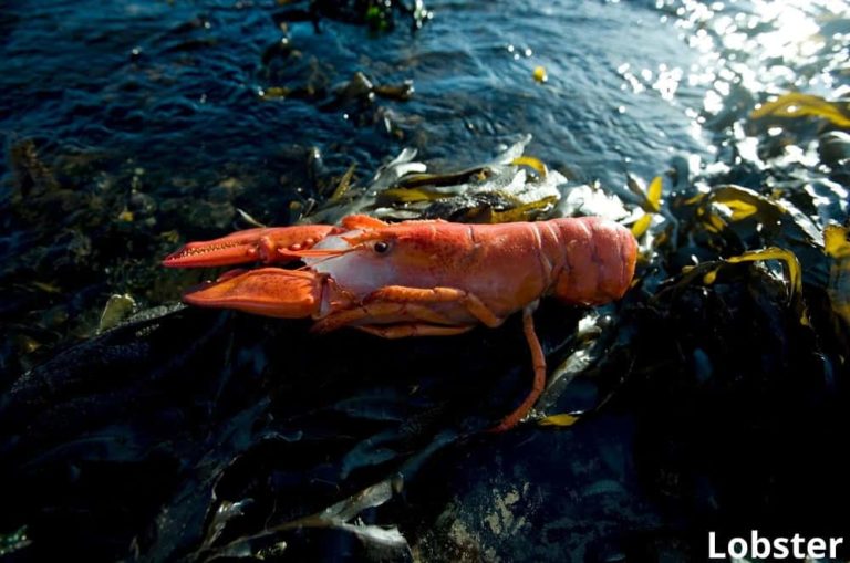What Eats Seaweed? 9 Seaweed Eating Animals! Animal Quarters