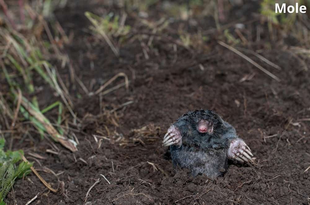 mole in hole 09012022