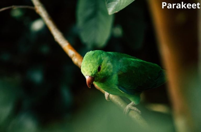 What Animals Eat Mint Plants? 7 Examples with Pictures! Animal Quarters