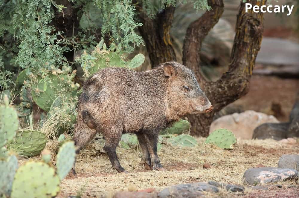 peccary and cactus 15012022