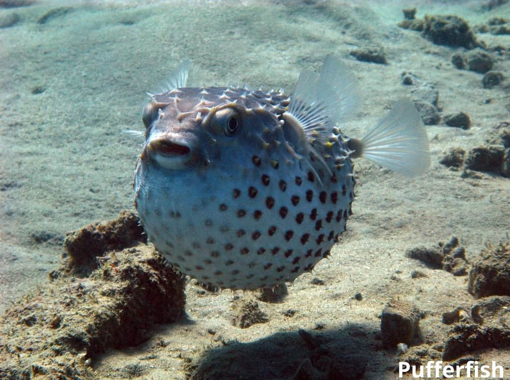 pufferfish 29012022