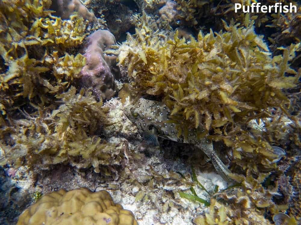 pufferfish and seaweed 15012022