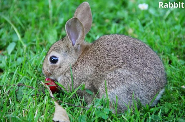 What Animals Eat Cherries? See Pictures! Animal Quarters