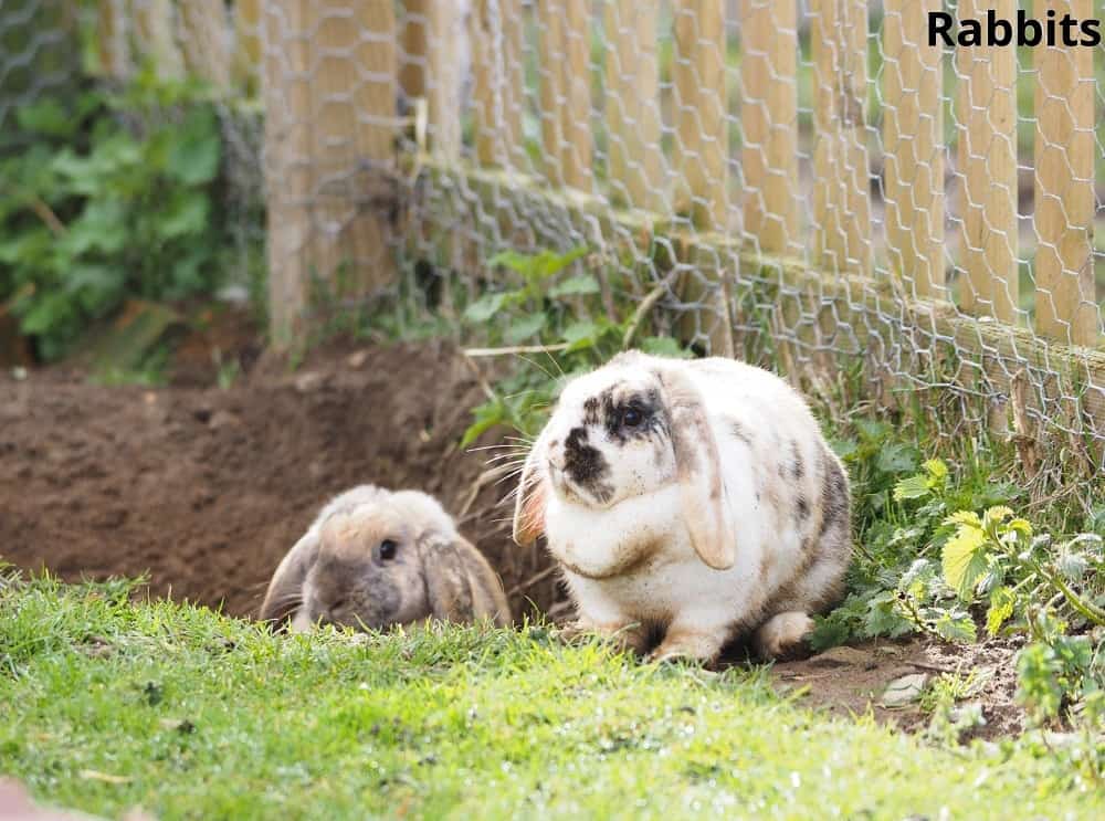 rabbits digging holes 09012022