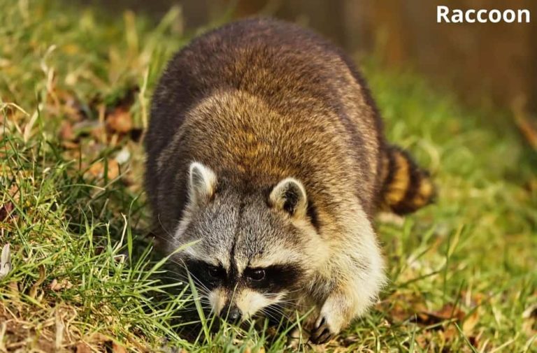 10 Despicable Animals That Burrow Under Houses! See Pictures Animal