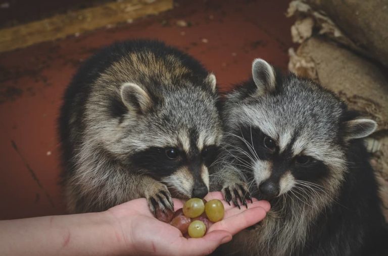 What Animals Eat Grapes? 9 Examples with Pictures! Animal Quarters