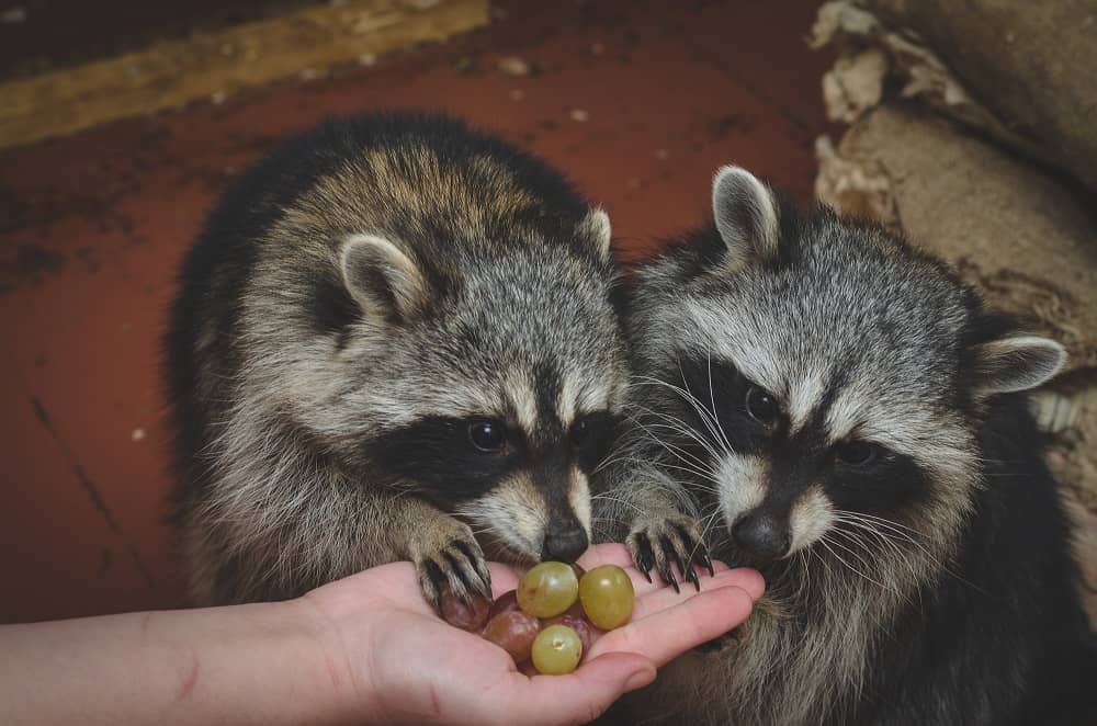 raccoons eating grapes 29012022