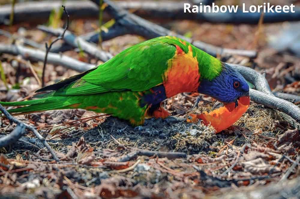 rainbow lorikeet eating orange 16012022