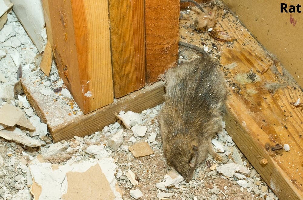 rat 09012022