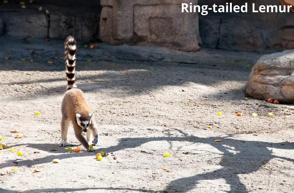 ring tailed lemur eating fruits 16012022