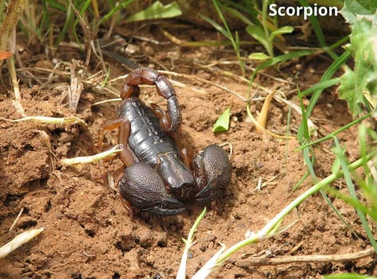 What Animals Can Live in a Terrarium? (7 Examples) Animal Quarters