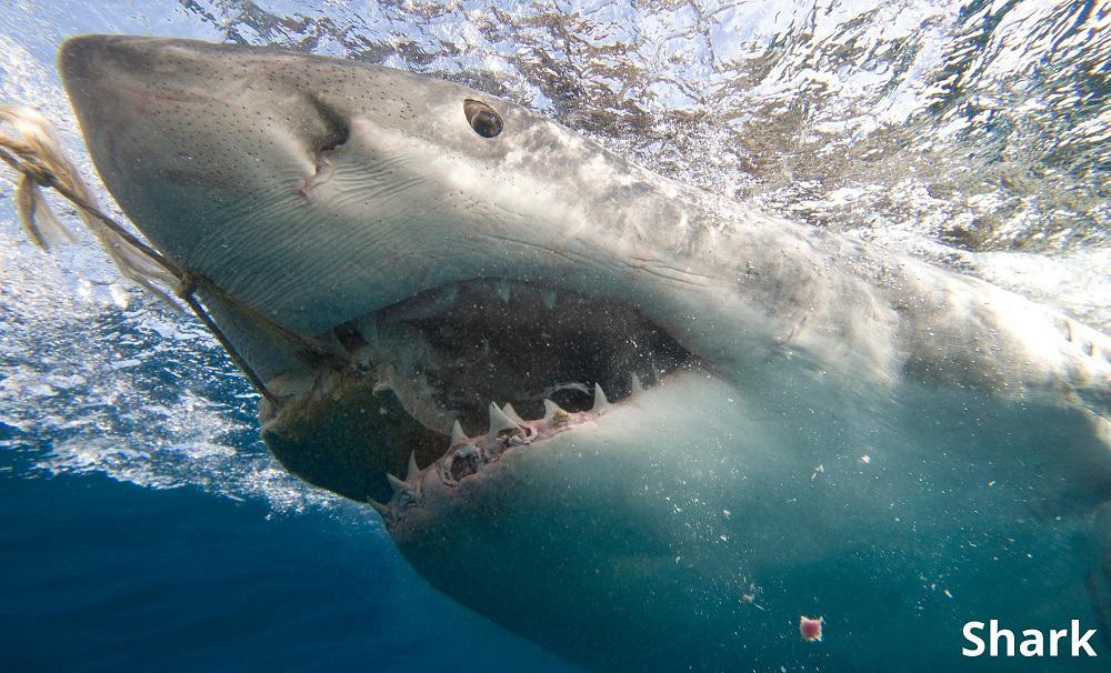 shark eating 15012022