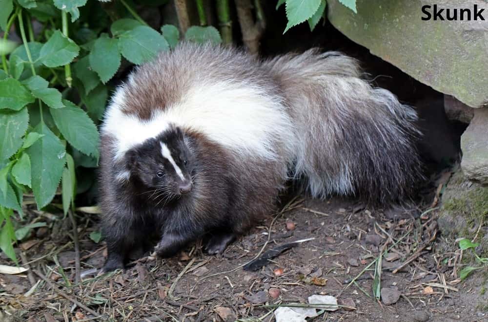 skunk 09012022