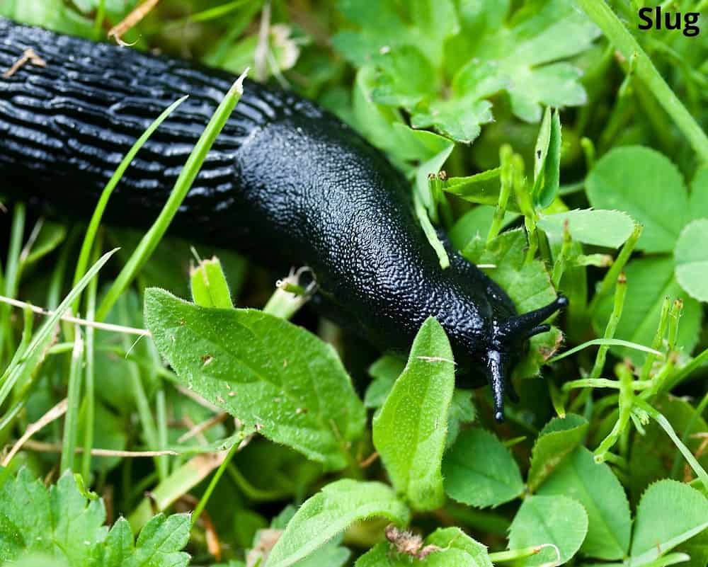 slug on leaf 30012022