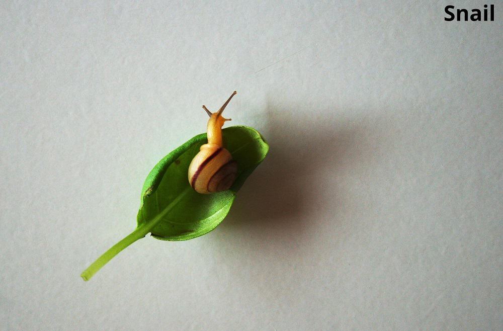 snail on a basil leaf 30012022