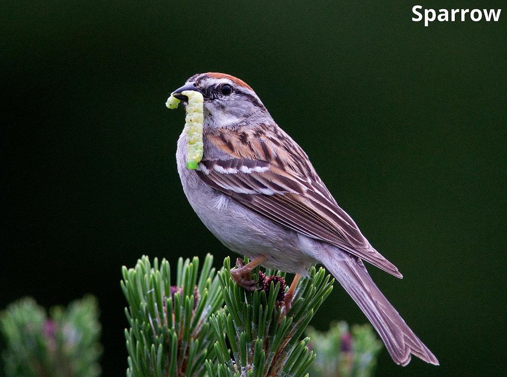 sparrow eating caterpillar 30012022