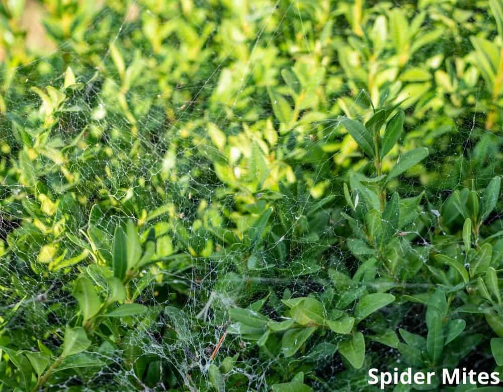 spider mite 30012022