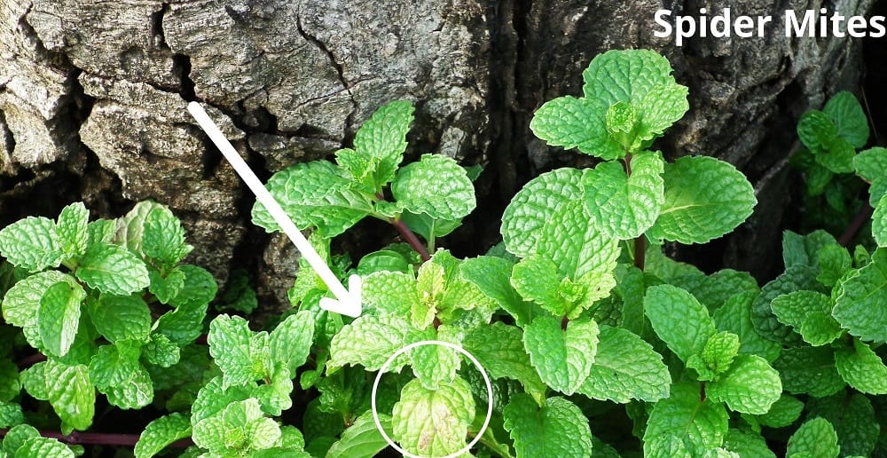 spider mites on mint leaf 23012022