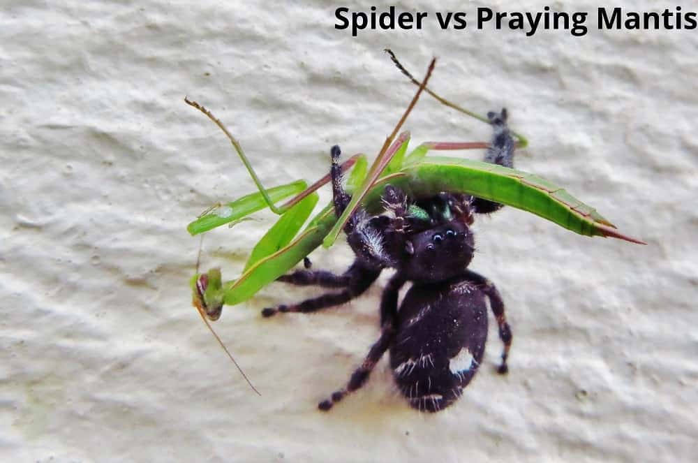 spider vs praying mantis 09012022