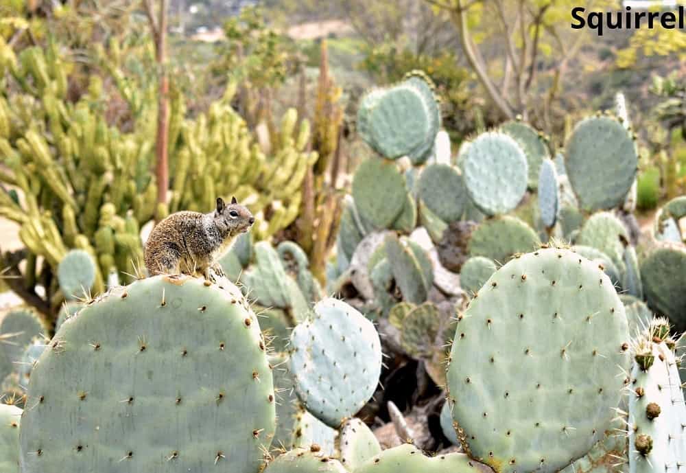 squirrel sitting on cactus 15012022