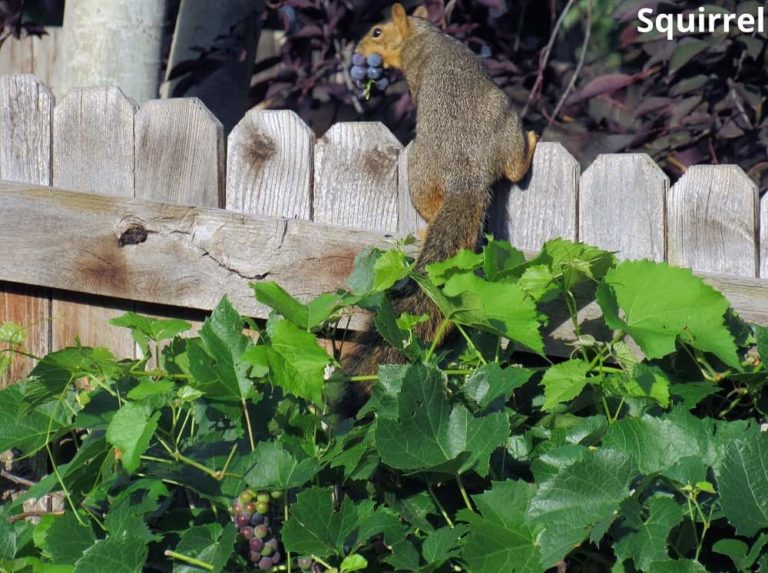 Can Squirrels Eat Grapes? Explained! Animal Quarters