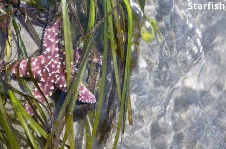 What Eats Seaweed? 9 Seaweed Eating Animals! Animal Quarters